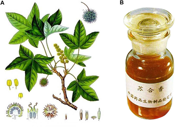 香精與香料(82)—蘇合香(Storax balsam)