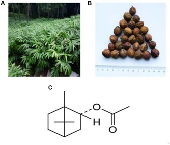 香精與香料(88)—砂仁