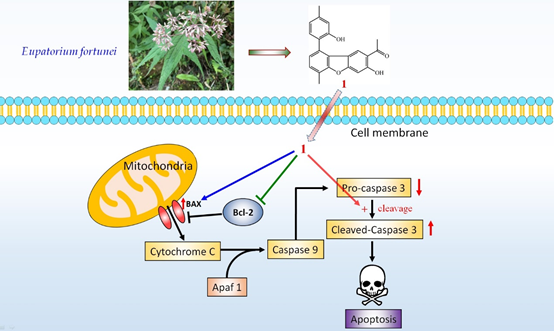 香精與香料(99)—佩蘭(Eupatorium fortunei )