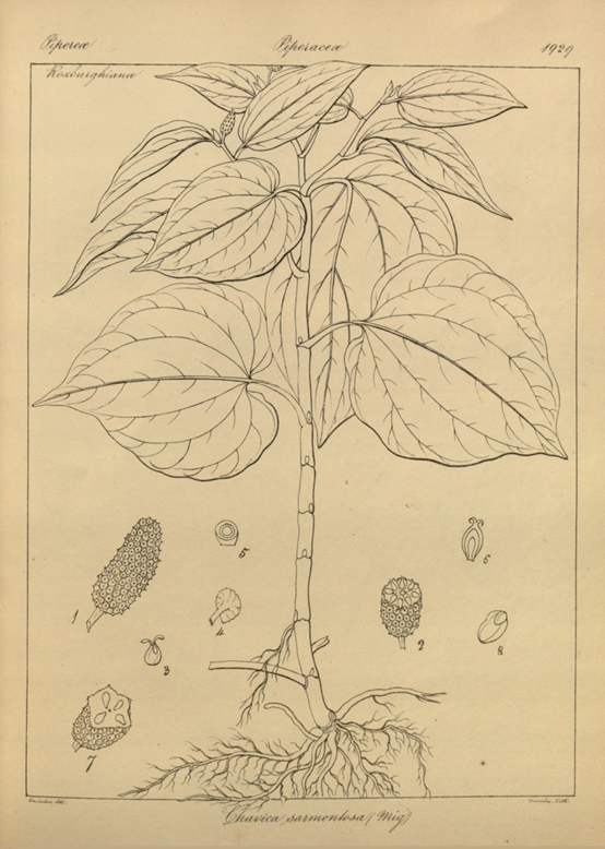 香精與香料(121)—山蔞