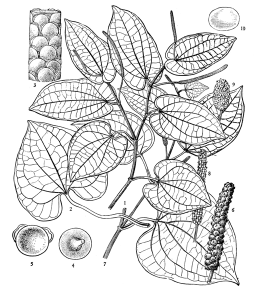 香精與香料(121)—山蔞