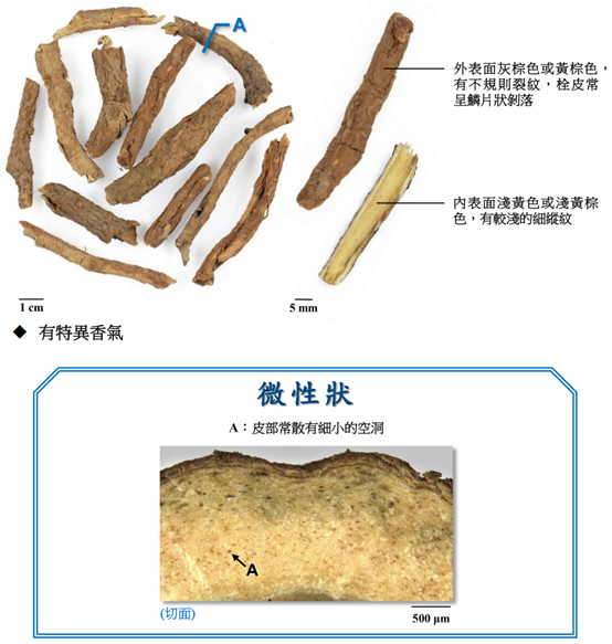 香精與香料(130)—五加皮