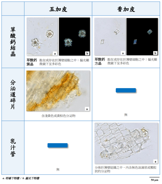 香精與香料(130)—五加皮