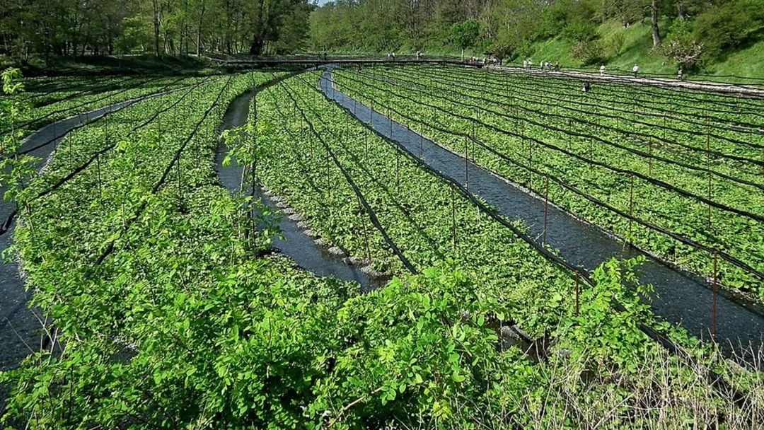 香精與香料(148)—山葵