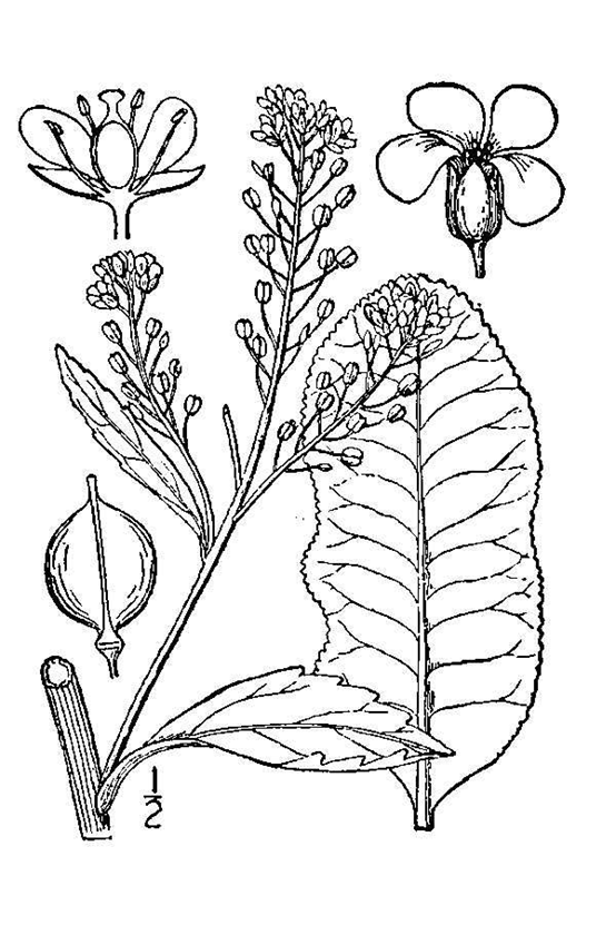 香精與香料(149)—辣根