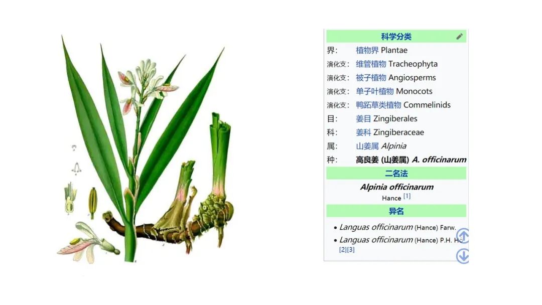 香精與香料(154)—良姜