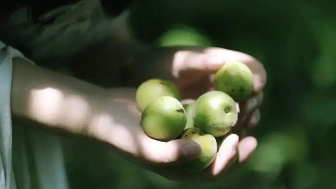 香精與香料(161)——烏梅