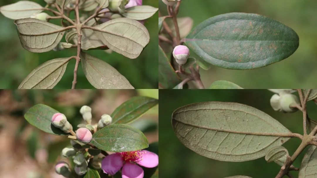 香精與香料(167)—桃金娘