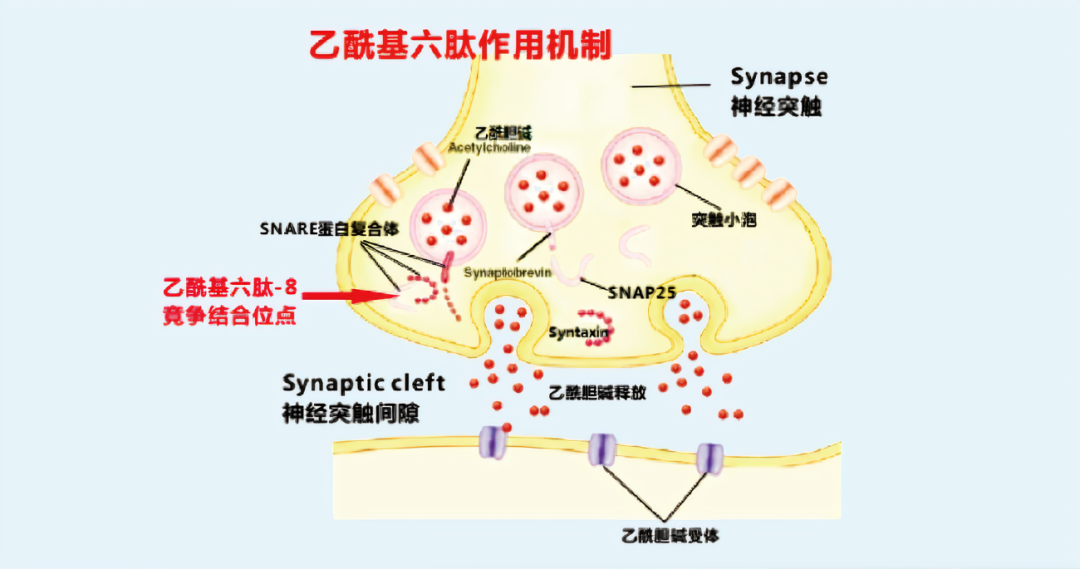 2022年護(hù)膚熱門(mén)功效成分有哪些？