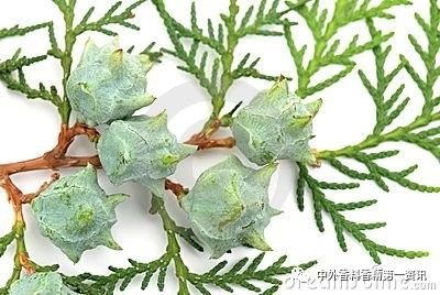 Flavor & Fragrance 文獻綜述：天然香精提取，生產(chǎn)和研究領(lǐng)域的進展