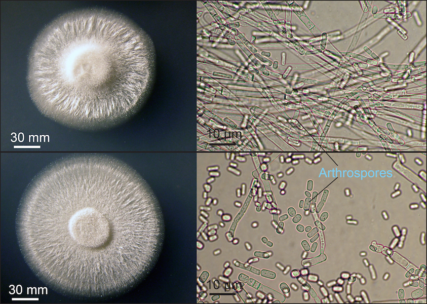 農(nóng)業(yè)廢物作為微生物香精生產(chǎn)基質(zhì)的潛力研究