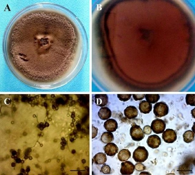 農(nóng)業(yè)廢物作為微生物香精生產(chǎn)基質(zhì)的潛力研究