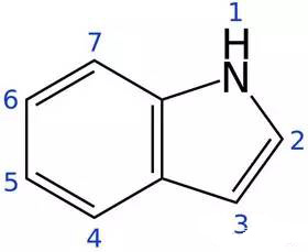 混合臭味與芳香：吲哚之迷