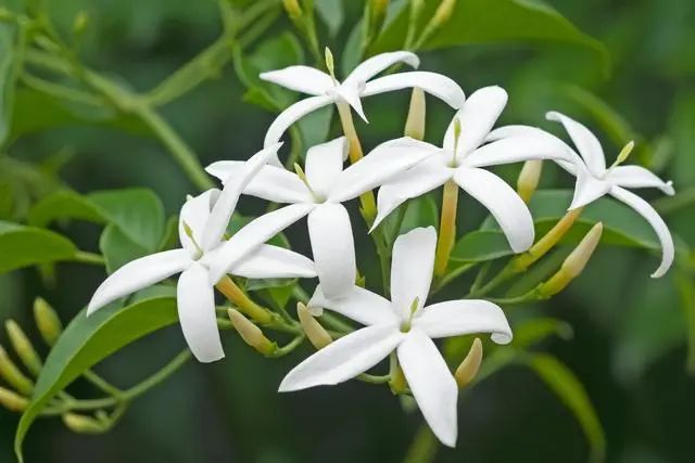 室內(nèi)種植這幾種植物，讓你的房間充滿芳香，凈化空氣，芬芳室內(nèi)