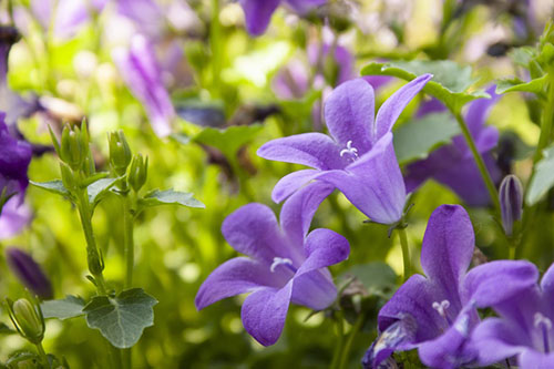 悠然風(fēng)鈴花香精